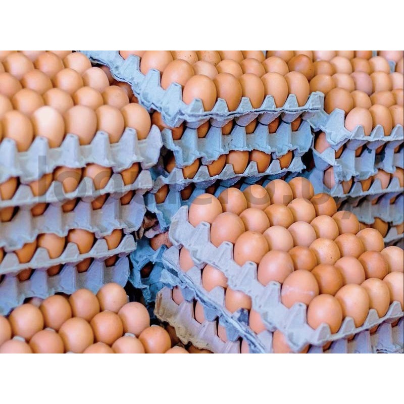 Huevos x 30u. extra           .
