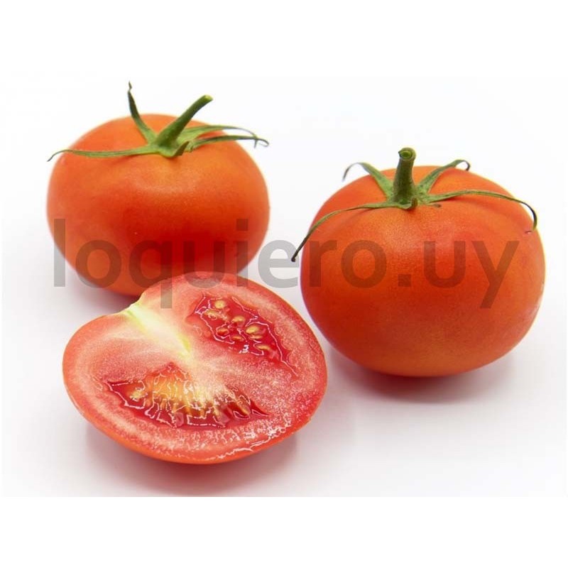 Tomate mediano                .