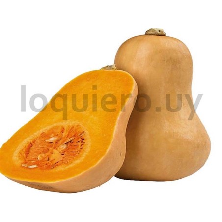 Zapallo calabaza              .