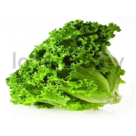 Lechuga crespa                .