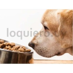 Alimento para perros          .