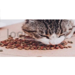 Alimento para gatos           .